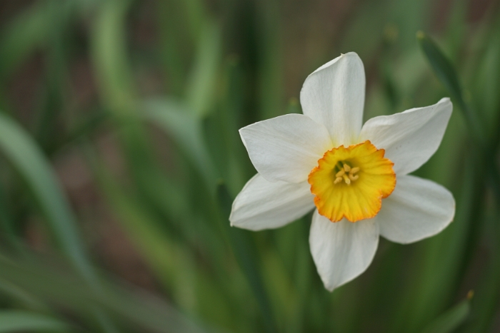 Macro fleurs La Tour - 038